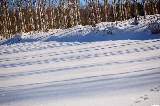 forest-trip-sunny-snow