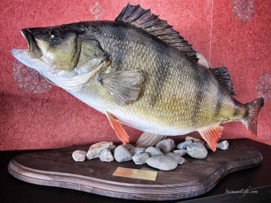 perch-biggest-finland-puruvesi