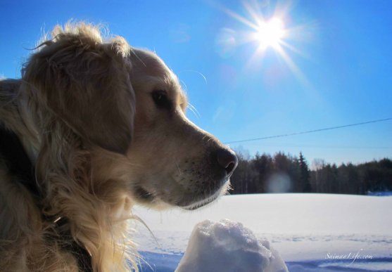 sunny-day-dog