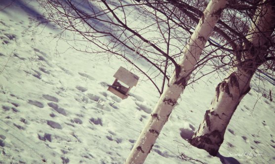 winter-birdhouse