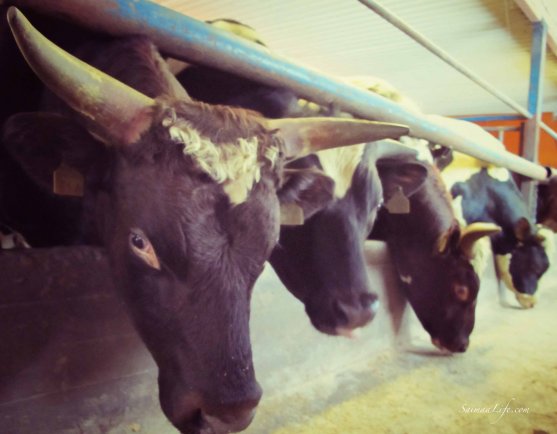 cowhouse-bulls-eating