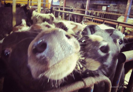 cowhouse-finland-bulls