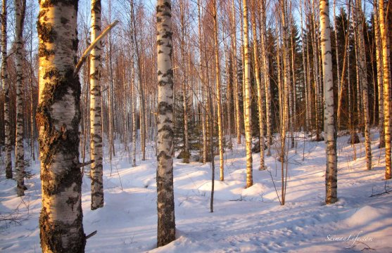 winter-birches