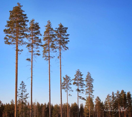 winter-blue-sky-trees