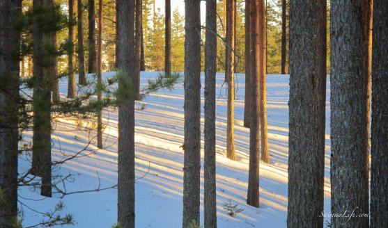 winter-finnish-forest