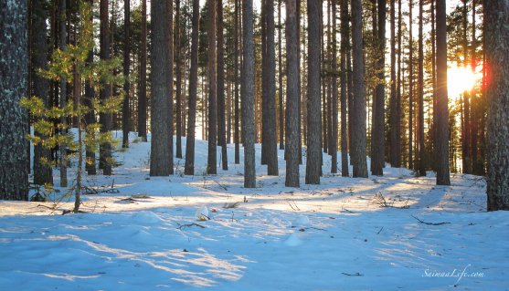 winter-forest