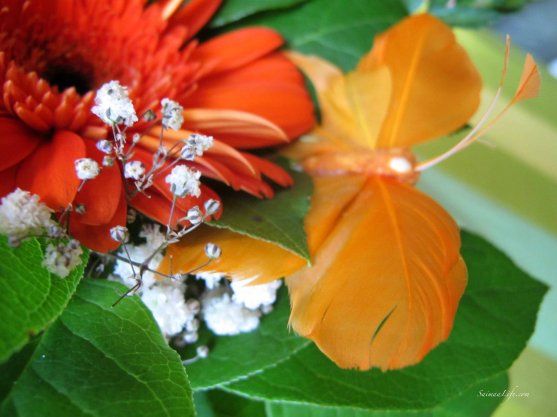 flowers-red-and-orange