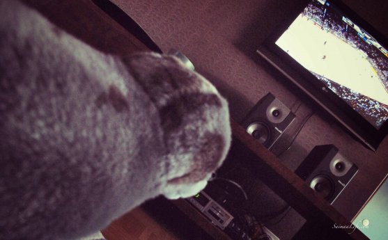 Saimaa ringeg seal watching ice-hockey match from tv
