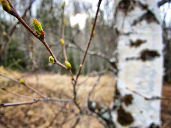 spring-birch-bud-of-leaves