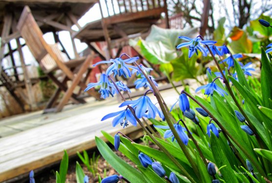 spring-blue-flowers