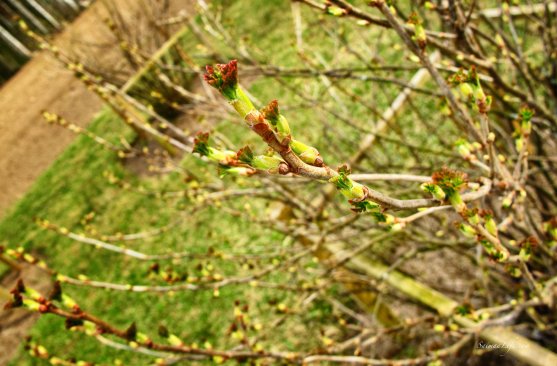 spring-buds-of-black-curran-bushes