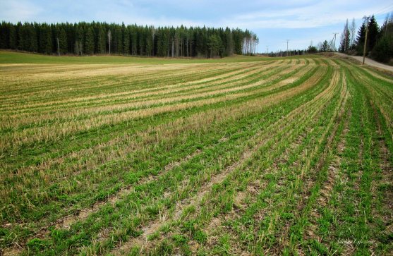 spring-field-finland-in-may