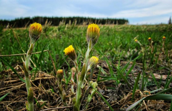 spring-first-yellow-flowers