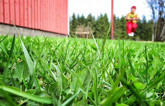 spring-green-lawn