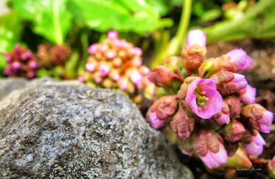 spring-pink-flowers