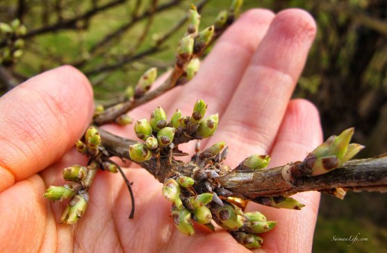 spring-red-currant-buds