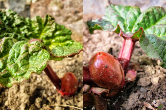 spring-rhubarb