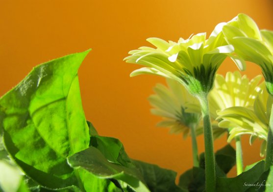 mothers-day-green-leaves-and-flowers