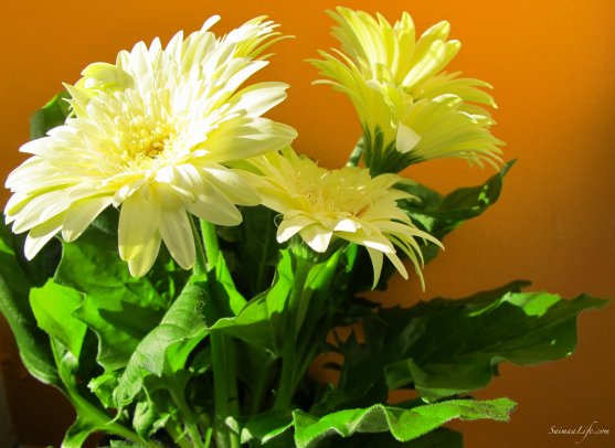 mothers-day-white-flowers