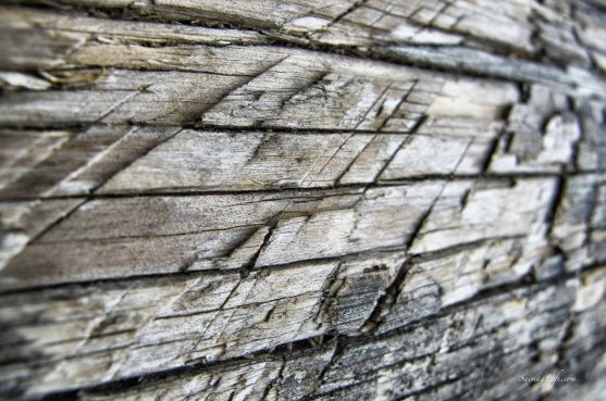 old-grey-wood