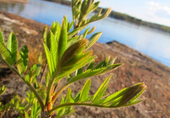 spring-lake