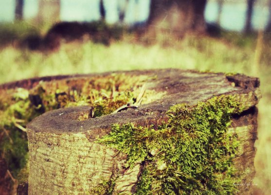 stump-of-a-tree