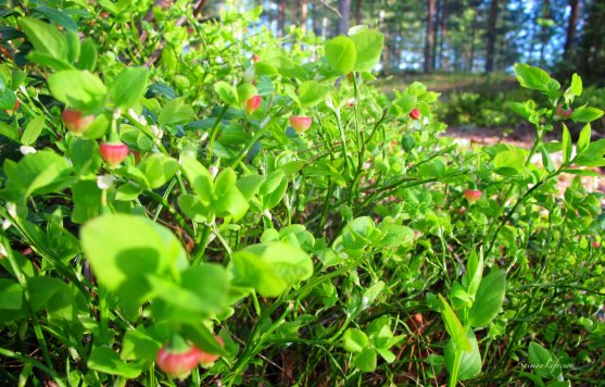 blueberry-flowers