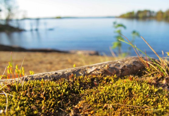 finnish-lake-view