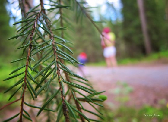 forest-jogging-track-spruce