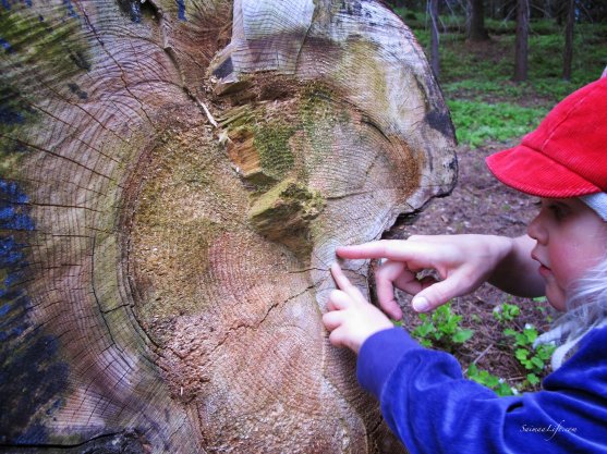 old-tree-trunk