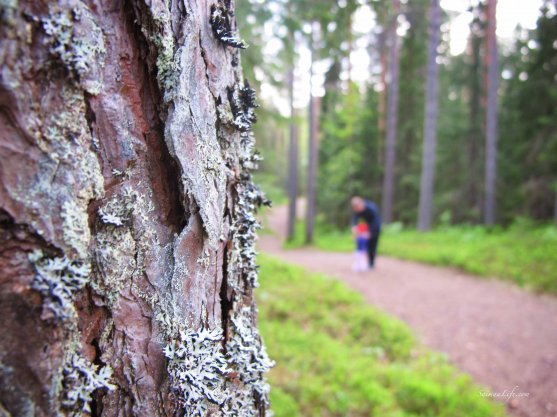 pine-tree-bark