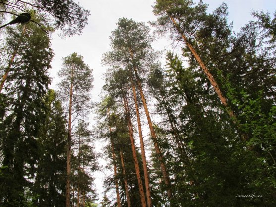 tall-pine-trees