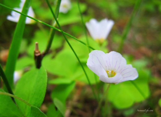 wood-sorrel-flower