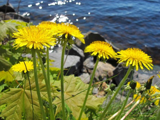 dandelion-by-lake