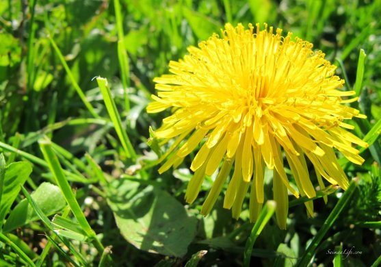 dandelion