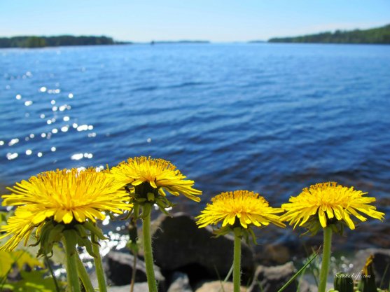 yellow-dandelion-and-sunny-day