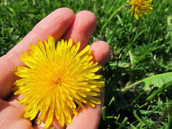 yellow-dandelion