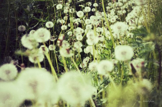 dandelions-1