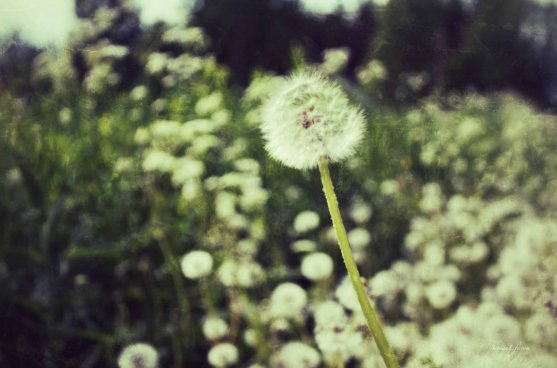 dandelions-2