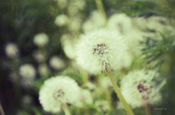 dandelions-3