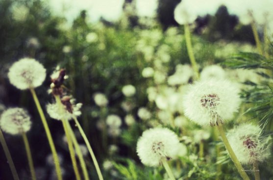 dandelions-4