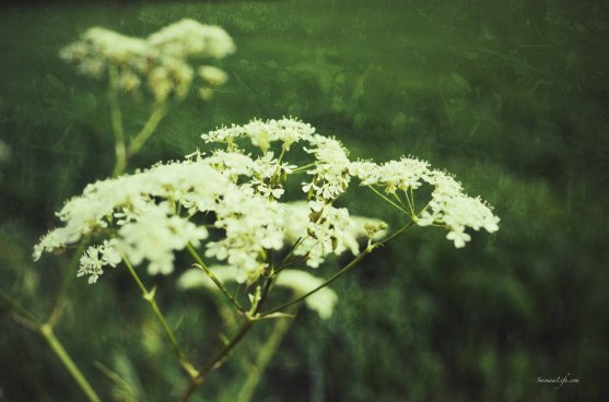 flower-in-field