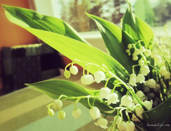 lily-of-the-valley-in-kitchen-table