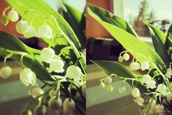 lily-of-the-valley