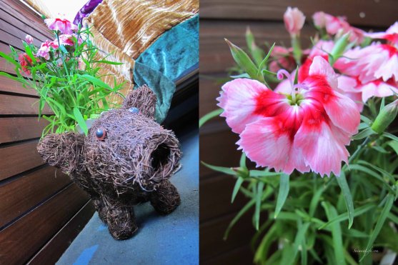 balcony-flowers