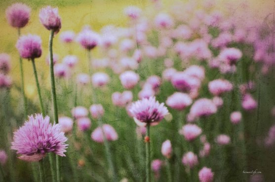 onion-flowers