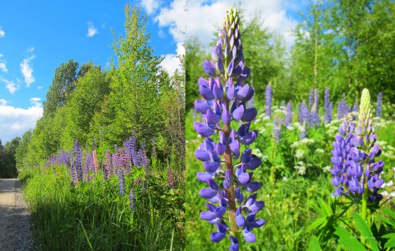 summer-flowers