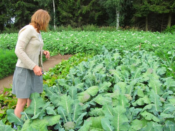 broccoli-and-vegetable-garden