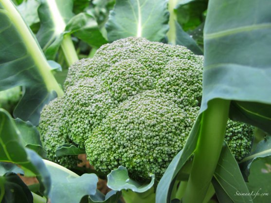 broccoli