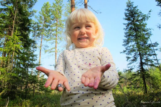 picking-up-blueberries-in-finland-1